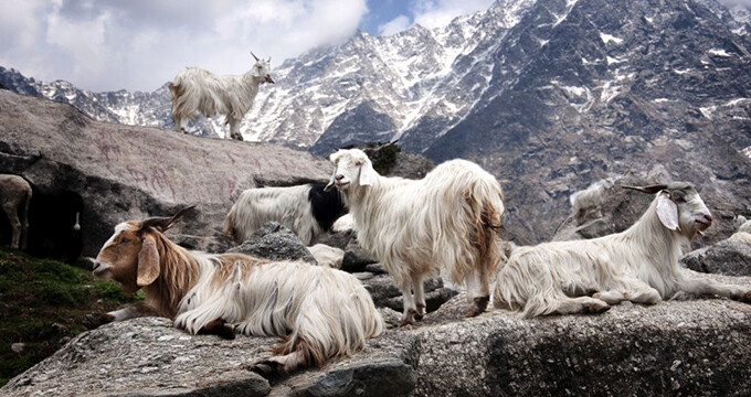 Die Kaschmirziegen leben in Höhen bis zu 5000 m...