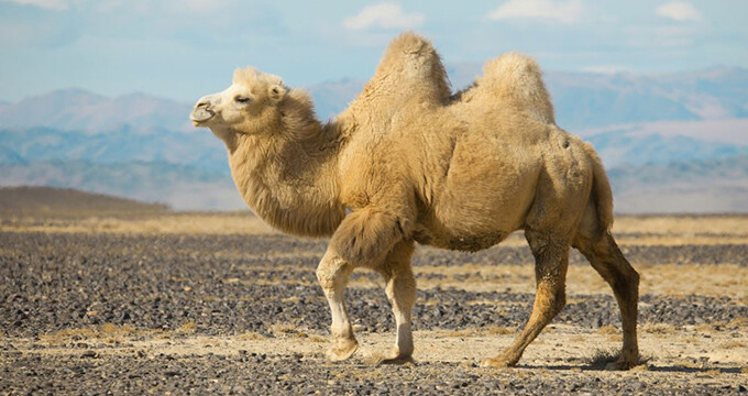  Kamele sind W&uuml;stentiere, die sich an...