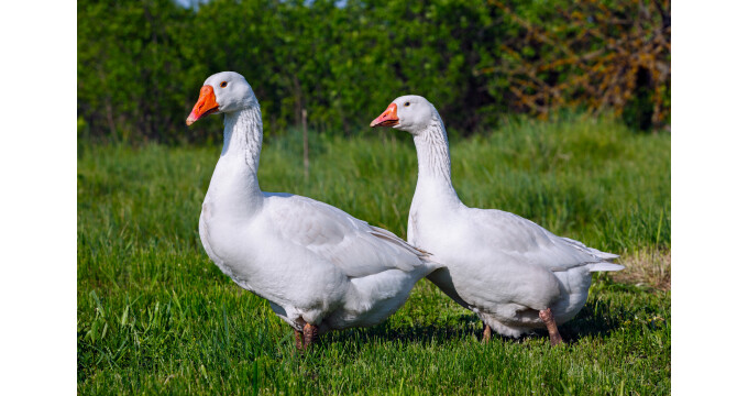 Die Gänsedaune hat das größte Volumen durch die...