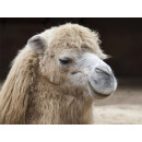 Kamelhaar Sommer Bettdecke - Leicht Steppbett - Garanta Kamelhaar KBA 155x220 cm