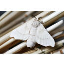 Wildseide Sommer Bettdecke - Extra-Leicht Steppbett - Garanta Wildseide