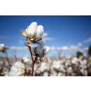 Garanta BIO Cotton GOTS - Leicht-Steppbett