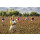 Baumwoll Sommer Bettdecke -  Leicht Steppbett - Garanta BIO Cotton GOTS