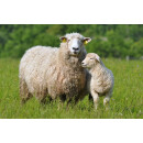 Schurwoll Sommer Bettdecke-Extra Leicht Steppbett - Garanta BIO Schurwolle GOTS 135x200 cm