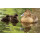 Eiderdaunen Winter Bettdecke - Warmes Kassettenbett - Luxusbettdecken